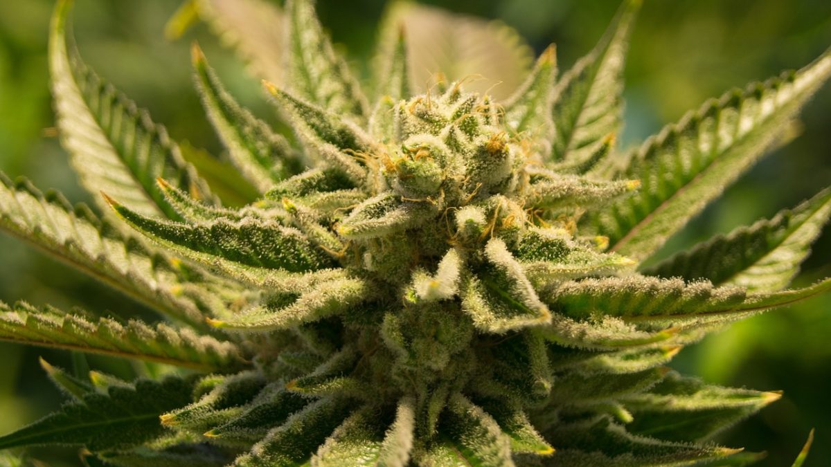 Fleurs CBD