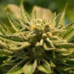 Fleurs CBD