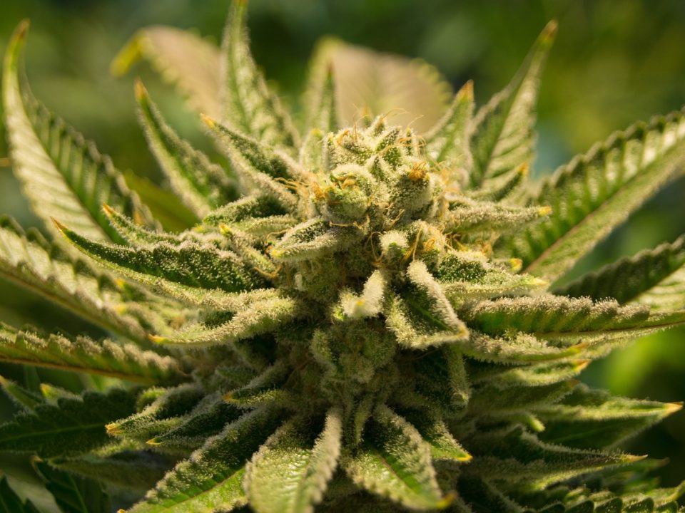 Fleurs CBD