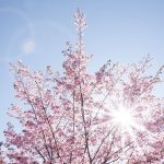 quelles plantes plein soleil sans arrosage choisir