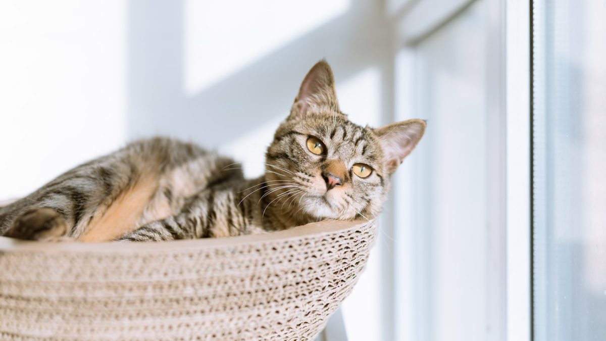 comment enlever l odeur d urine de chat - IMG de garde