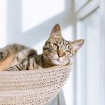 comment enlever l odeur d urine de chat - IMG de garde
