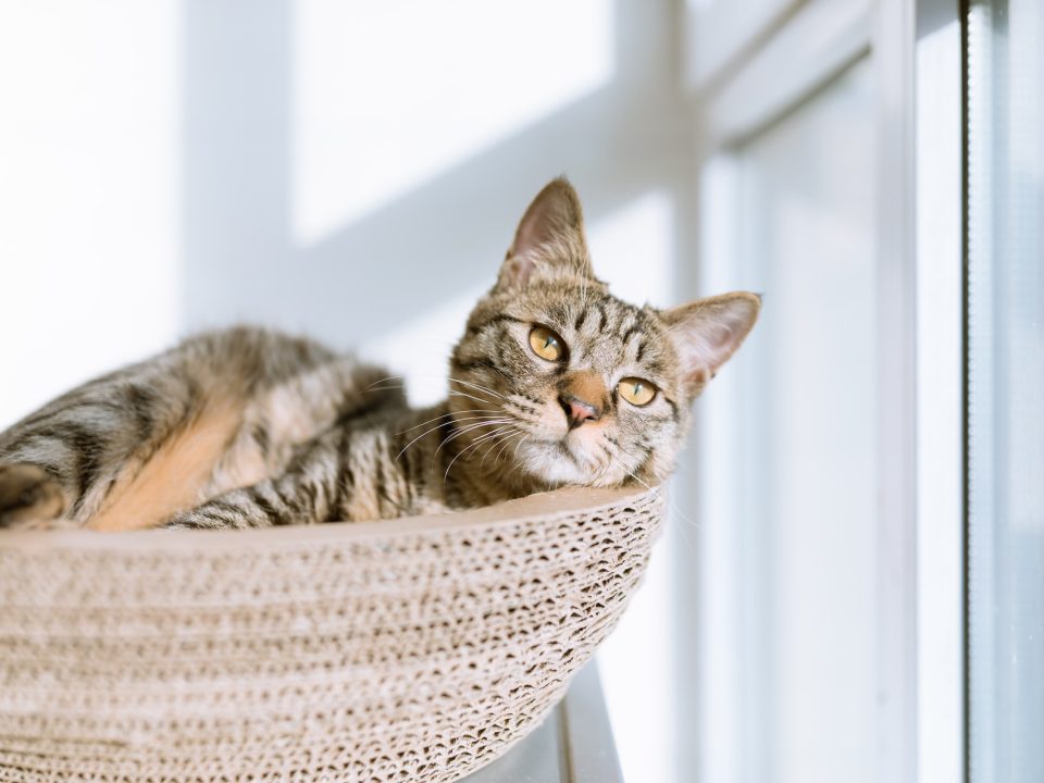 comment enlever l odeur d urine de chat - IMG de garde