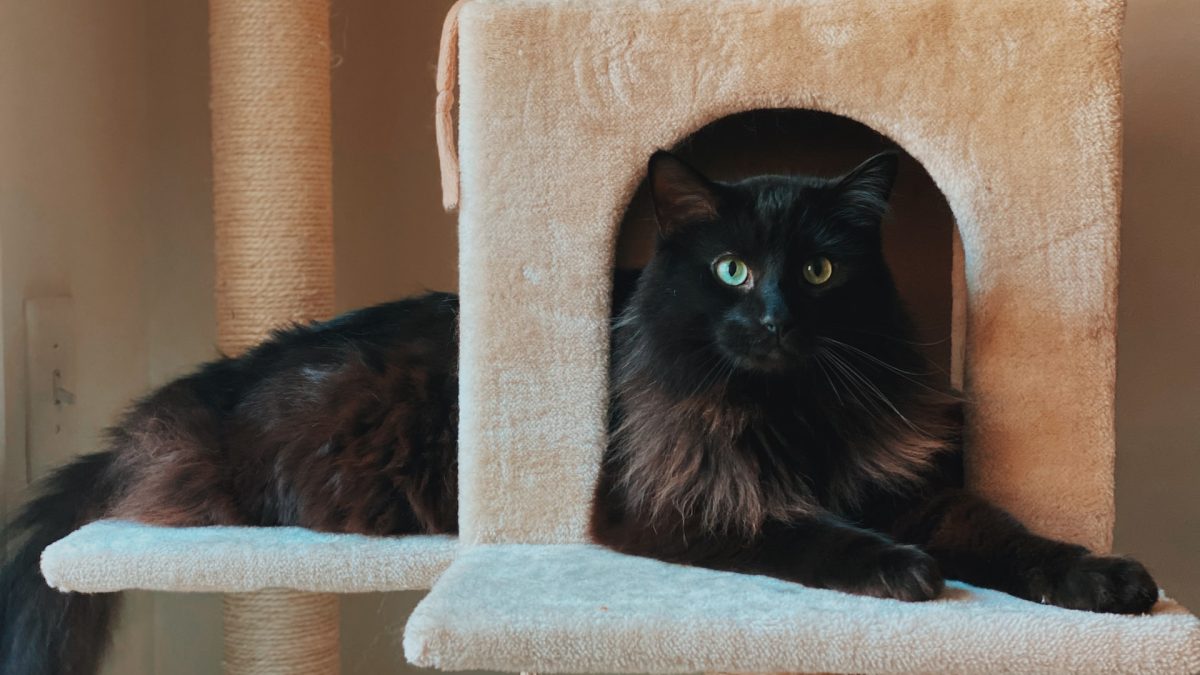 fabriquer un arbre a chat - IMG de garde