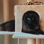 fabriquer un arbre a chat - IMG de garde