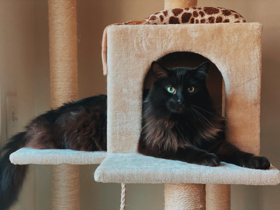 fabriquer un arbre a chat - IMG de garde