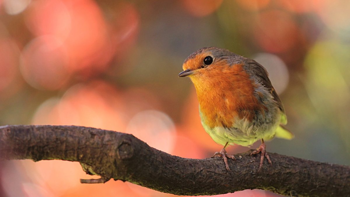 les oiseaux de nos jardins et de nos campagnes - IMG de garde