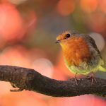 les oiseaux de nos jardins et de nos campagnes - IMG de garde