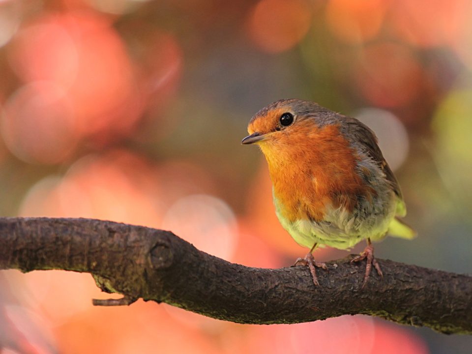 les oiseaux de nos jardins et de nos campagnes - IMG de garde
