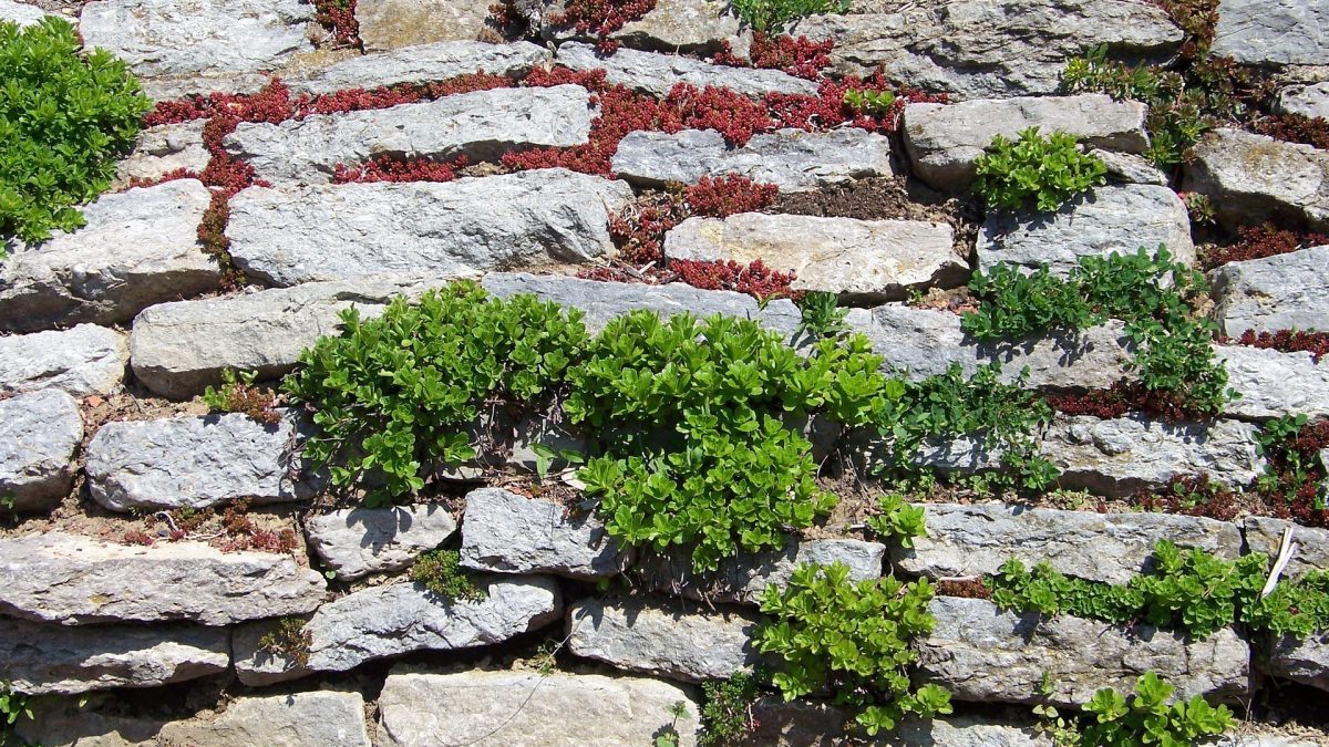 mur de soutenement jardin - IMG de garde