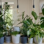 plante d’intérieur originale