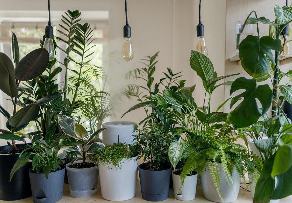 plante d’intérieur originale