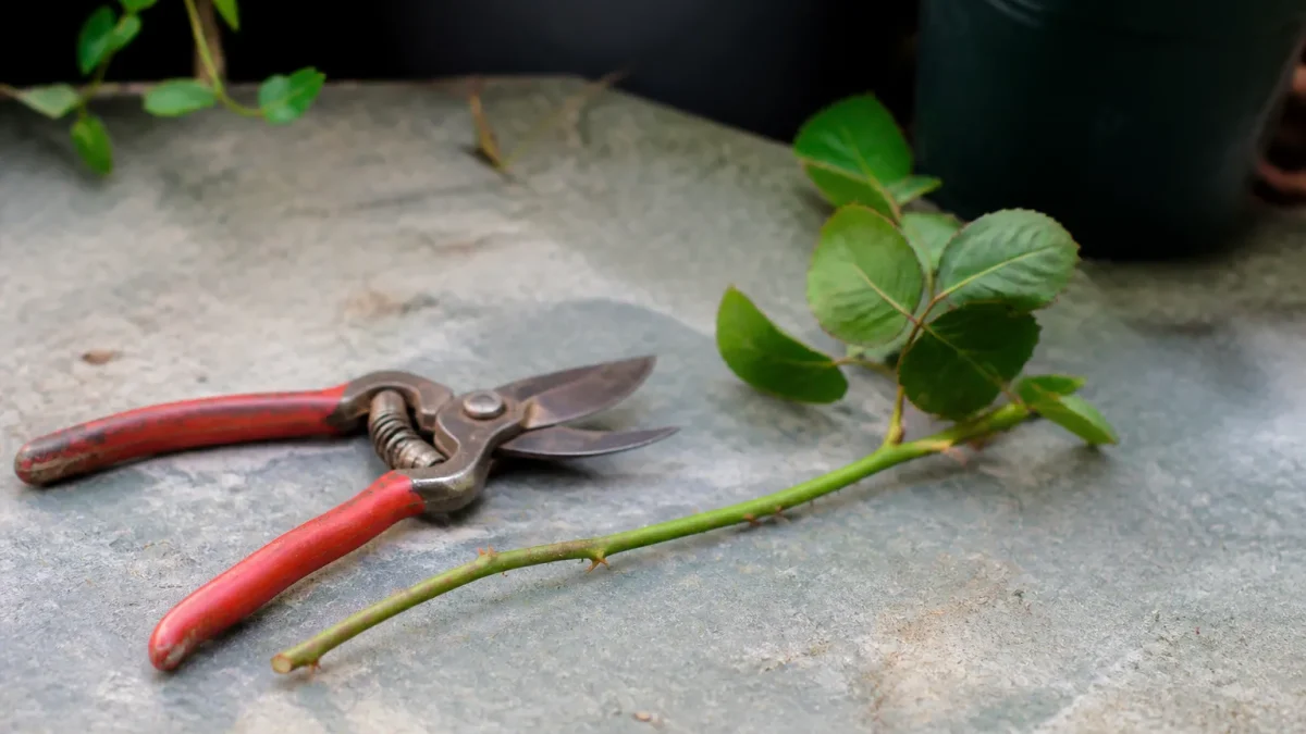 Tige de rosier coupee posee sur table avec secateurs