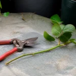 Tige de rosier coupee posee sur table avec secateurs