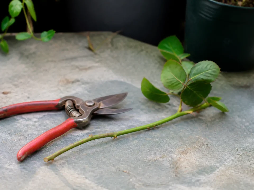 Tige de rosier coupee posee sur table avec secateurs