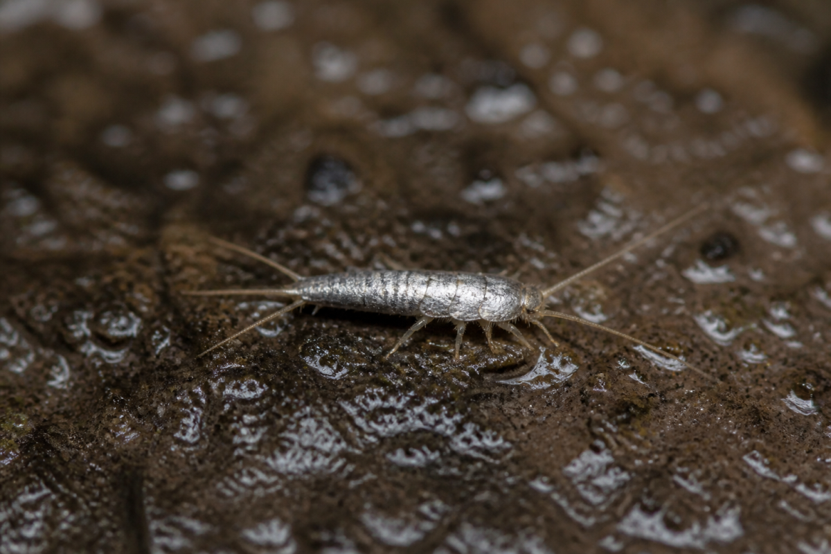 Insecte argenté brillant sur surface humide sombre