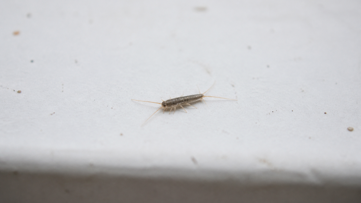 Petit insecte argente rampant sur surface blanche horizontale