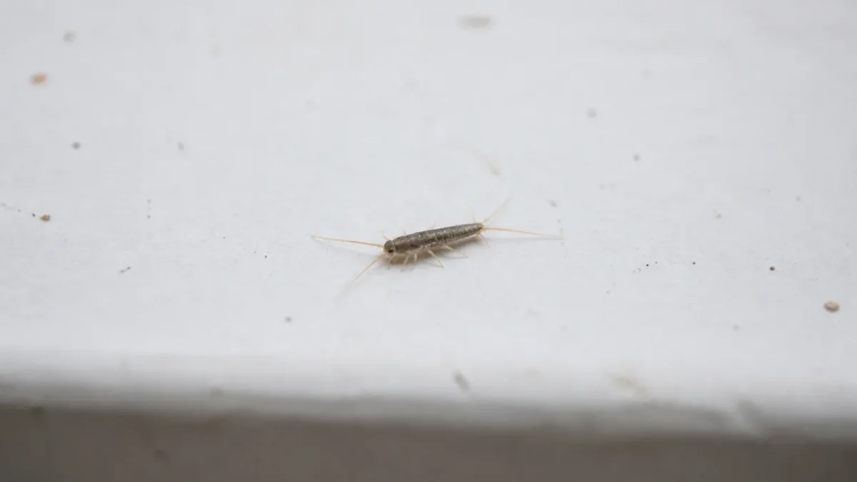 Petit insecte argente rampant sur surface blanche horizontale