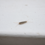 Petit insecte argente rampant sur surface blanche horizontale