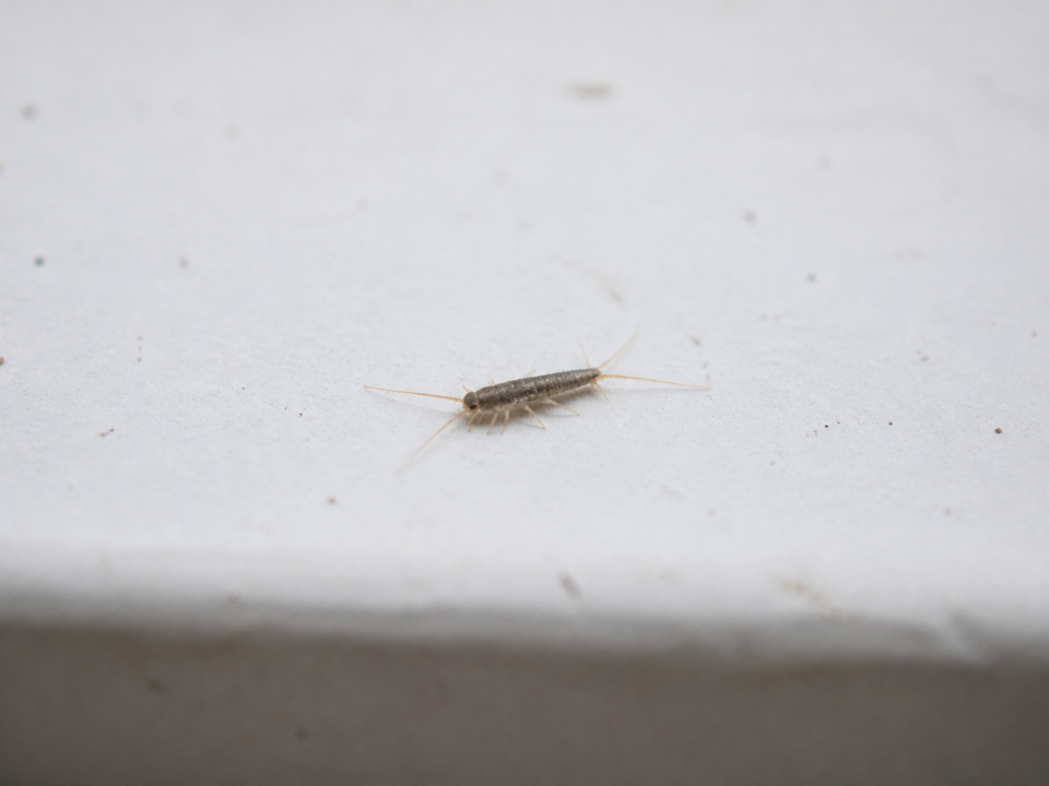 Petit insecte argente rampant sur surface blanche horizontale