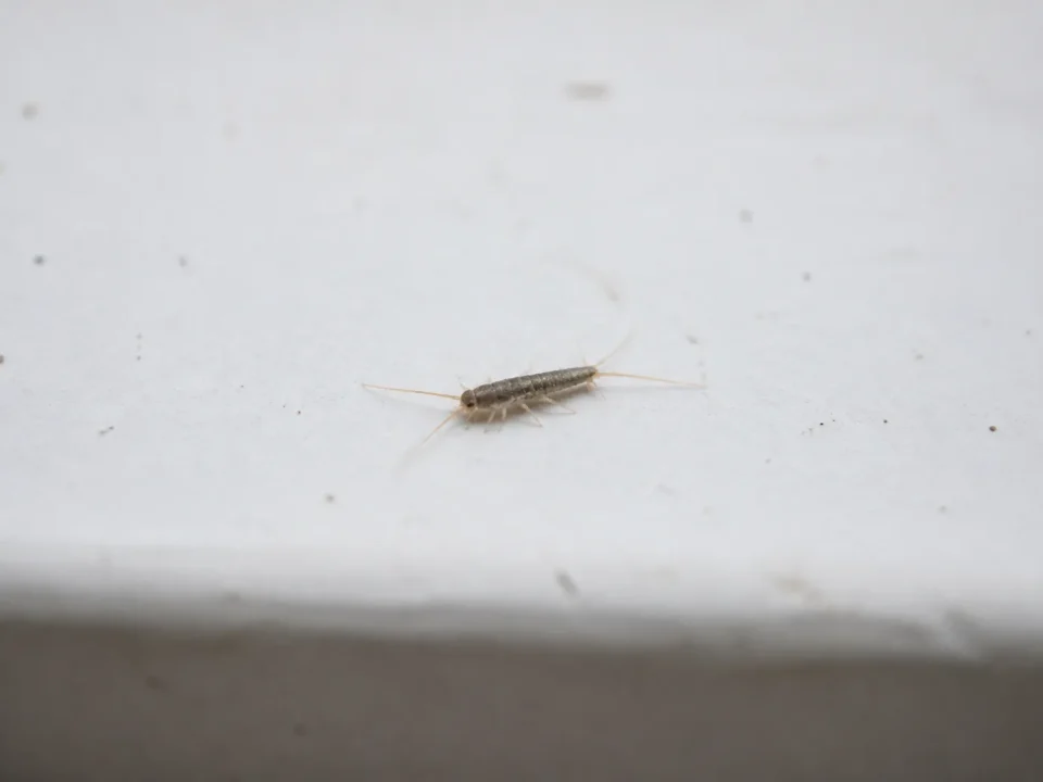 Petit insecte argente rampant sur surface blanche horizontale