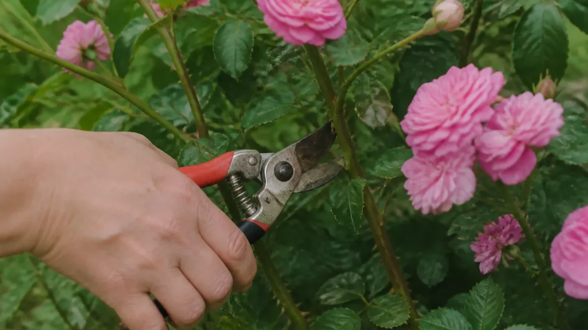 Secateur coupant branches roses fleuries sur arbuste vert