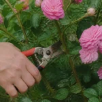 Secateur coupant branches roses fleuries sur arbuste vert