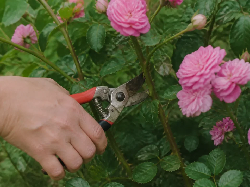 Secateur coupant branches roses fleuries sur arbuste vert